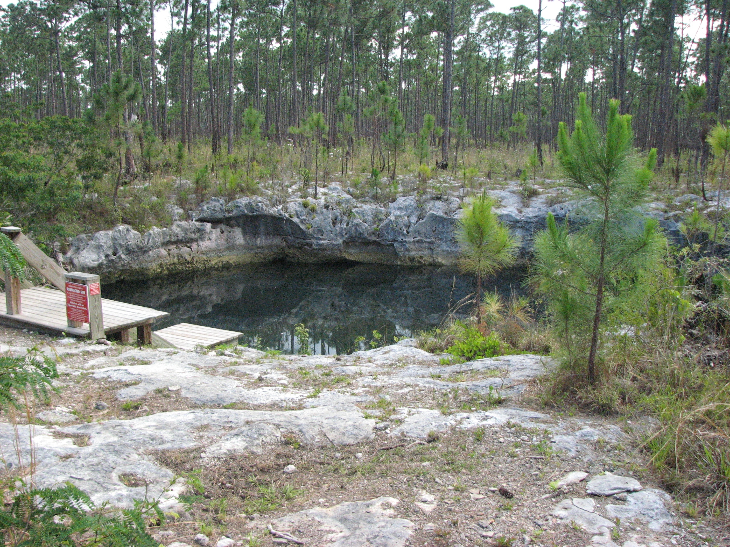 Blue hole surrounded by pine forest