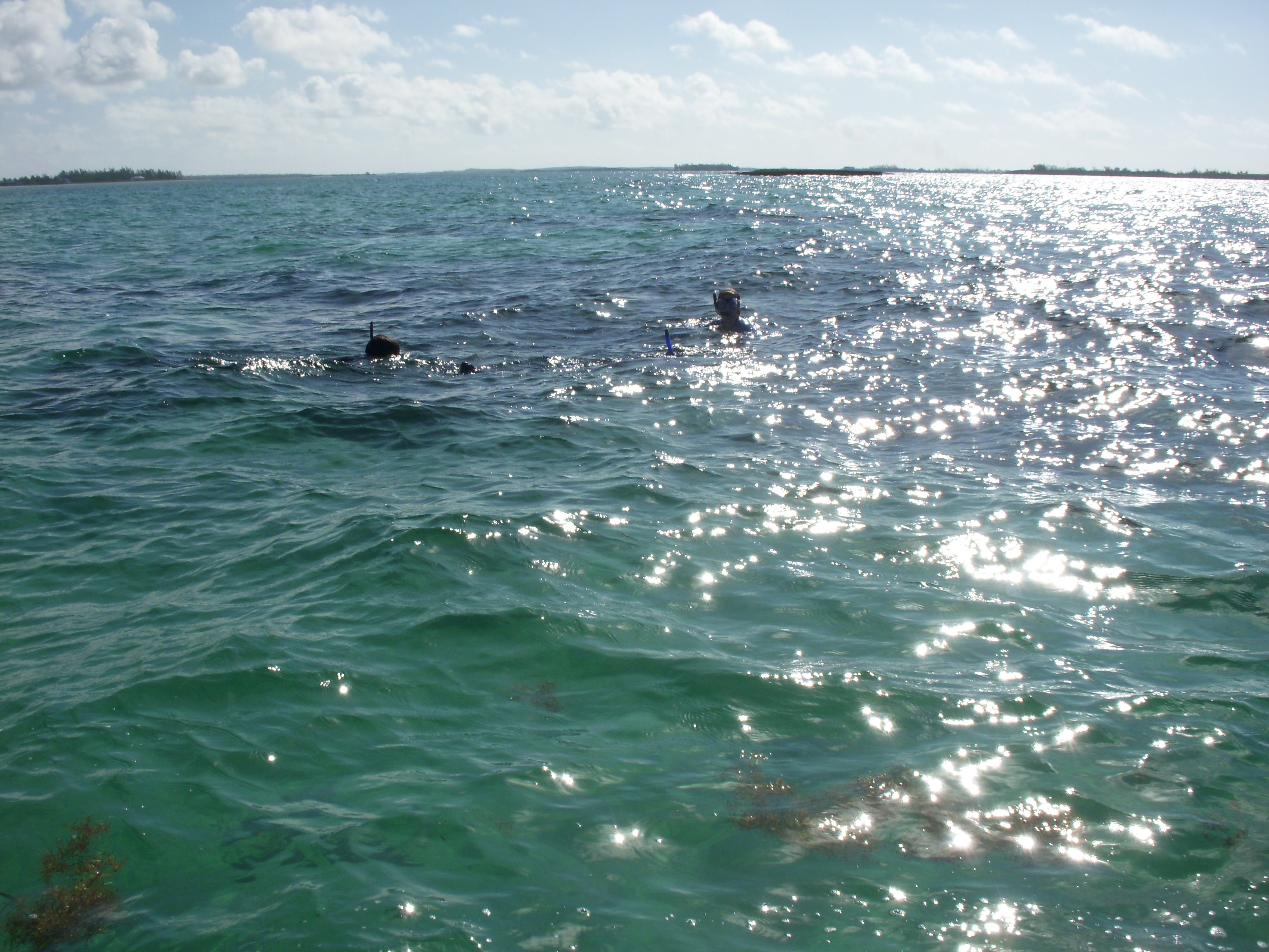 Snorkelers exploring the reef near Casuarina