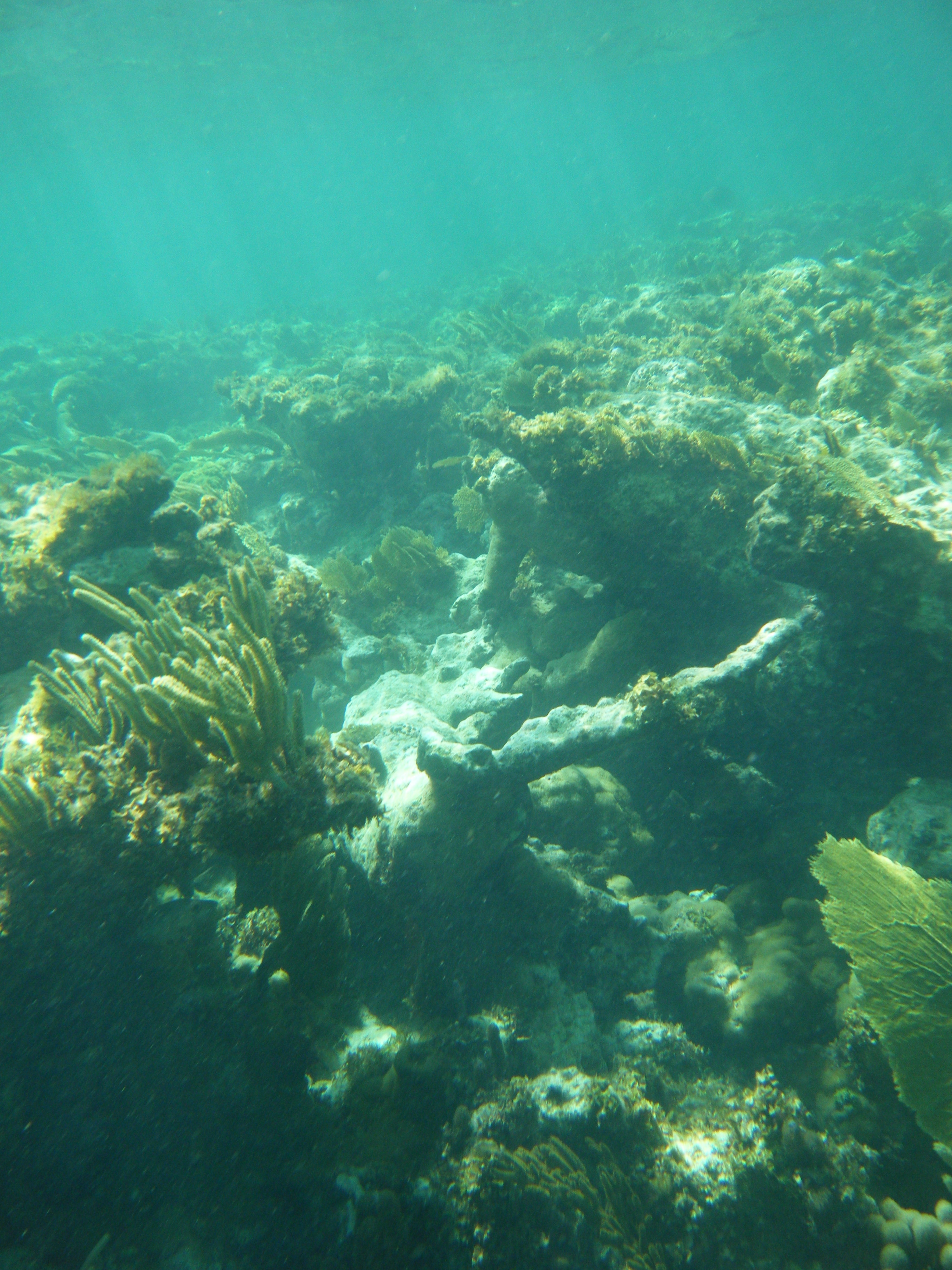 Underwater coral reef exploration at Casuarina Point