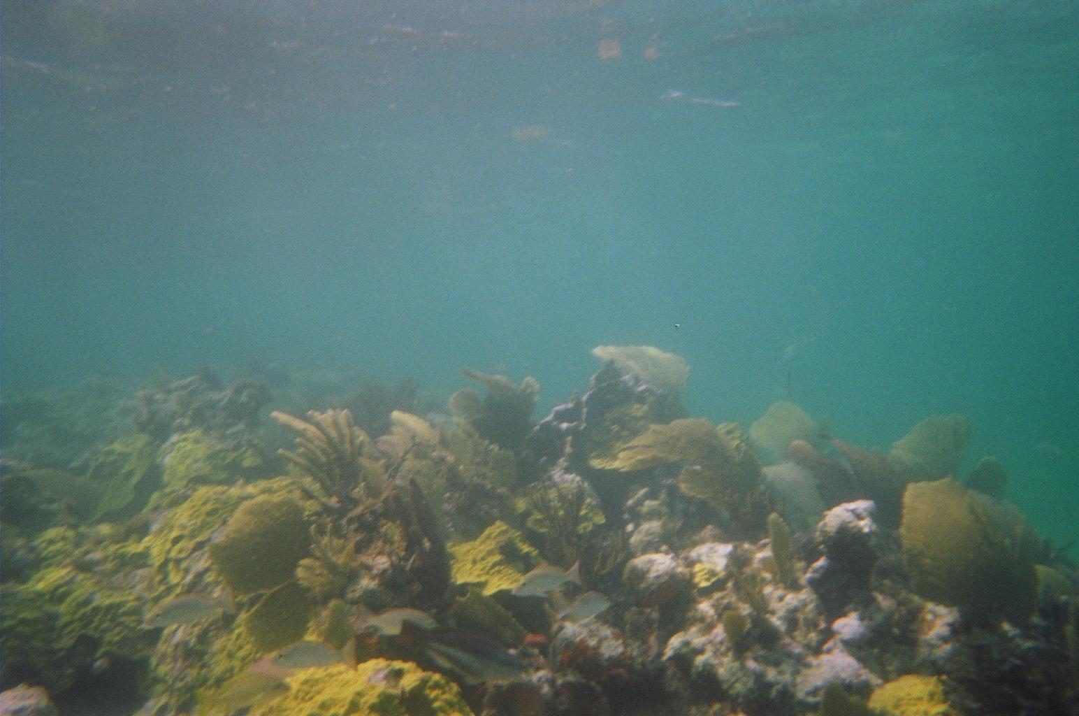 Mermaid Reef Snorkeling