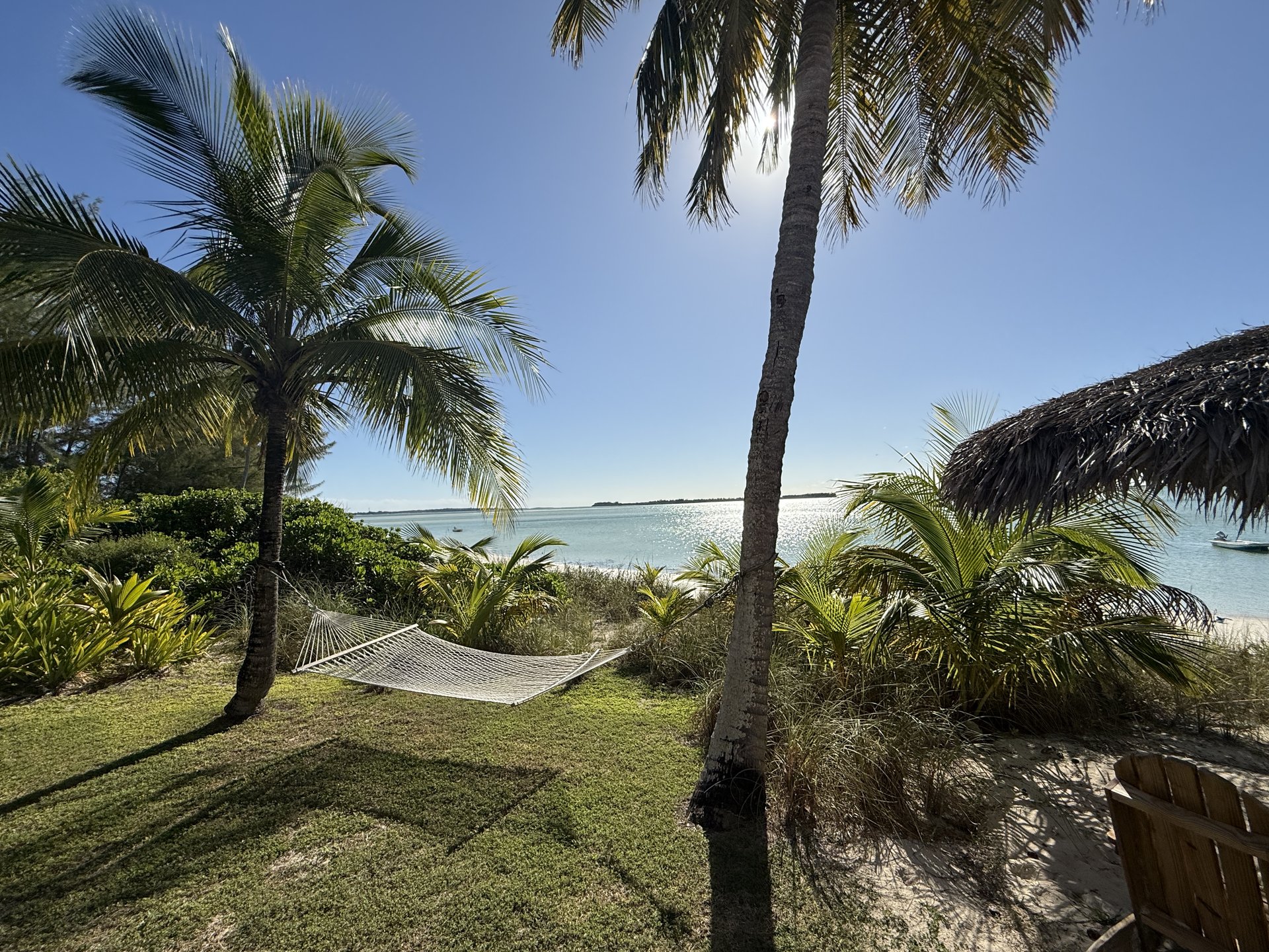 Hammock under the palm trees