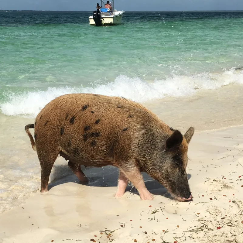 Swimming with pigs at No Name Cay