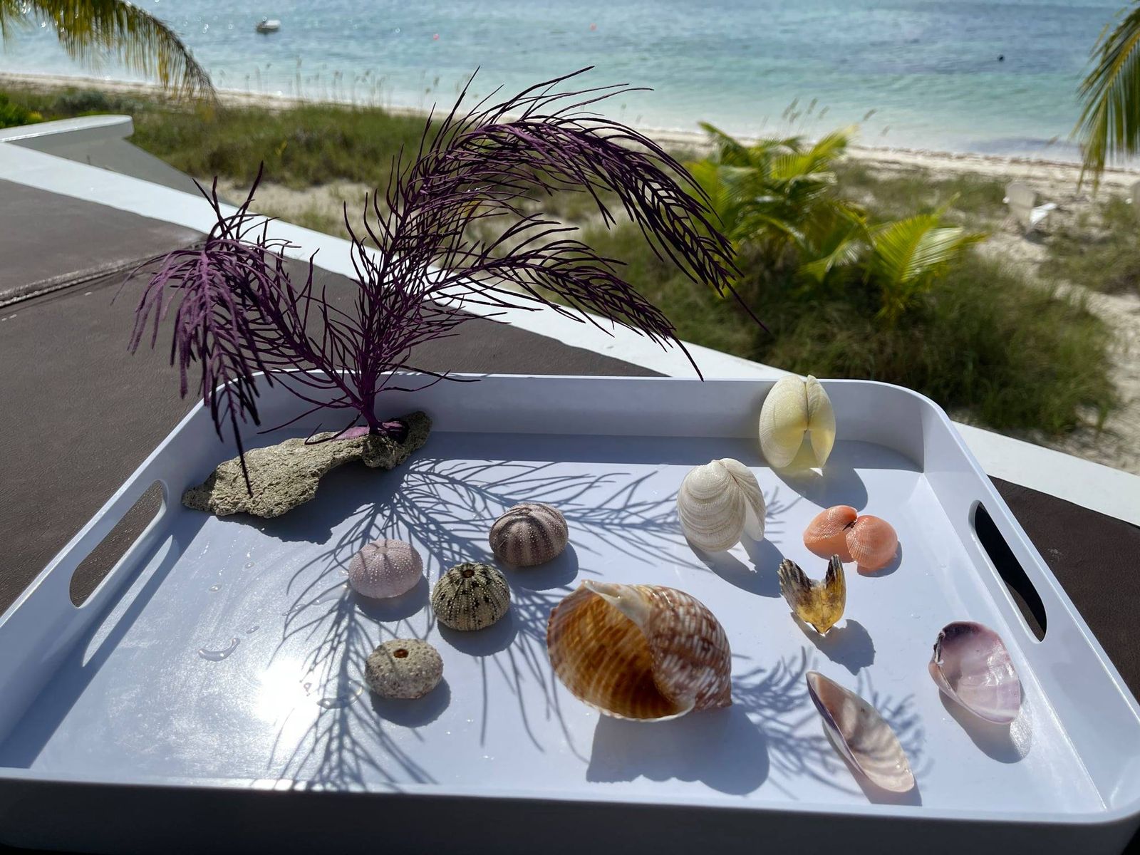 Shells and local treasures