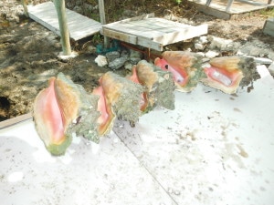 Conch shells are amazingly beautiful!