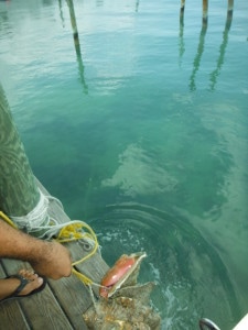 Conky Joe's keeps their conch FRESH in the water until it is time to cook.