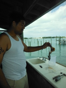 Conc meat - just removed from the shell.