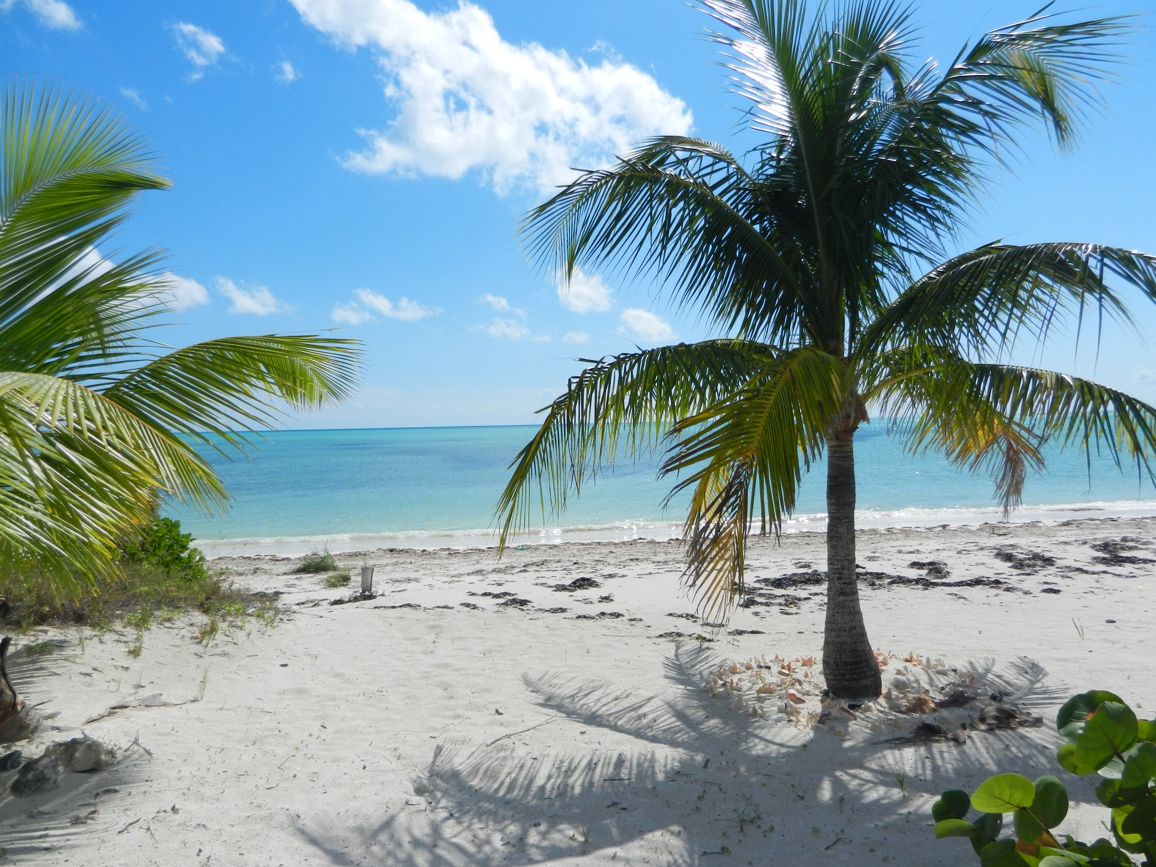 Calypso's Beach has soft white sand, gentle shallow water, and beautiful coconut trees.