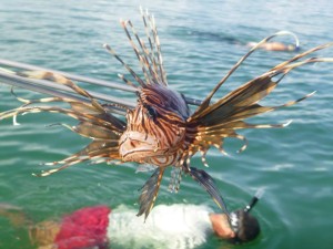 This is a good picture of a Lionfish on a spear.