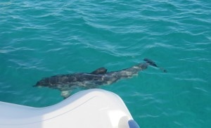 Some of the Dolphin came right up to the boat!