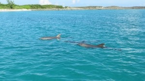 A pod of Dolphin greeted us when we went to Little Bay last week!  What a treat!