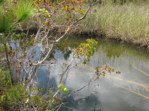 Another picture of the Blue Hole across from the Coconut Tree Farm