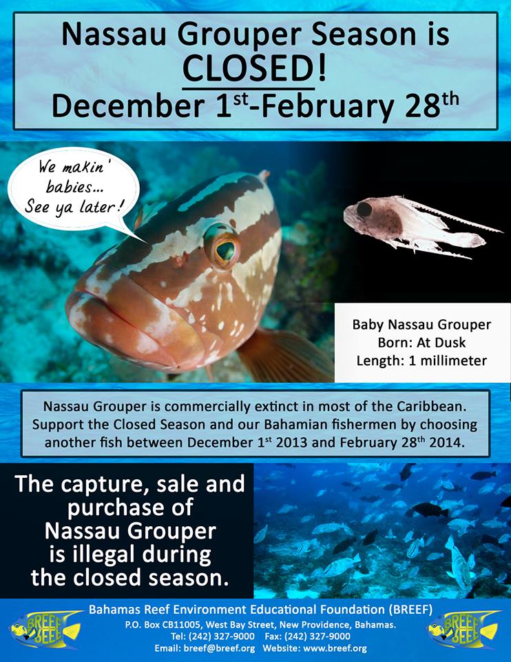 Nassau Grouper Season closed until Feb 28, 2014
