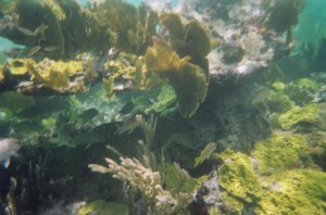 Reef at Casuarina Point (14)