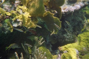 Reef at Casuarina Point (15)
