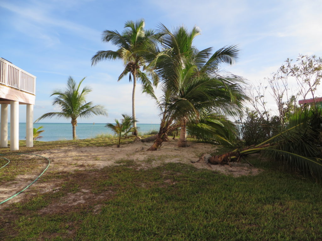 Some of the new coconuts we had just planted before Matthew. I hope they will be upright by the end of today. :)