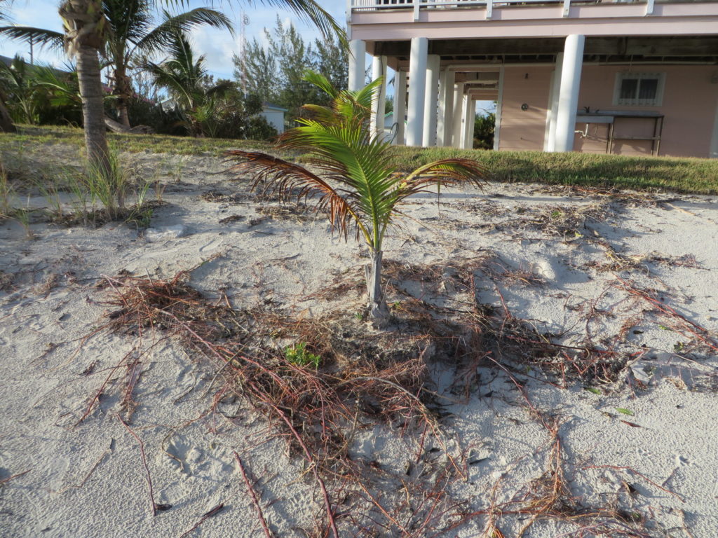 Look at the root system of this baby coconut! It 'held its ground' against the highest tides of Matthew! Our little 'Hero Tree!'