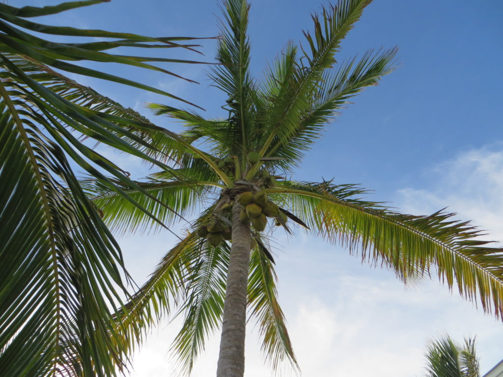 This is the 25' tree we transplanted to the beach of Kokomo 3 years ago - looking good after the storm! One of our conclusions from this experience is that Coconut Trees are THE BEST! The give you the feeling of being in paradise and they hold and protect your beach in a storm! They are my favorite tree!...and I will continue to add to our 'coconut grove' every year. :)